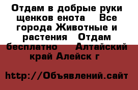 Отдам в добрые руки щенков енота. - Все города Животные и растения » Отдам бесплатно   . Алтайский край,Алейск г.